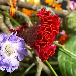 Florentine * באד ליבנשטיין