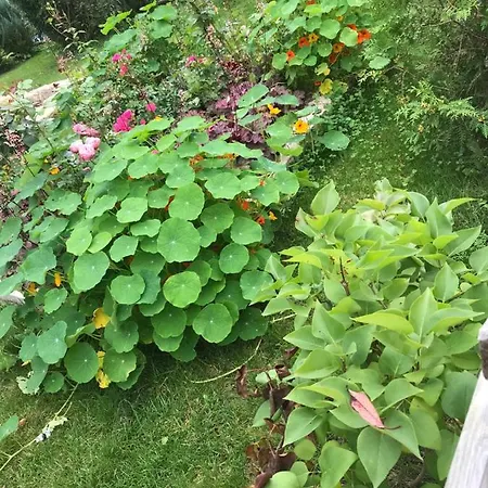 Florentine باد ليبنستين