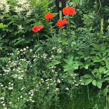 Florentine باد ليبنستين