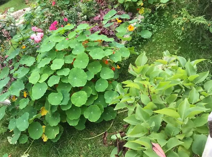 Florentine Bad Liebenstein