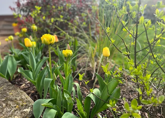 Апартаменты Florentine