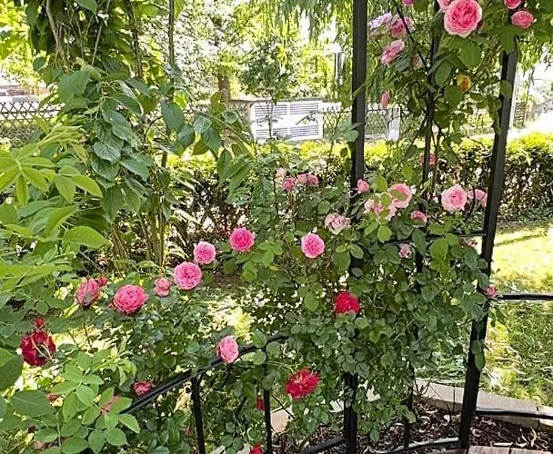 Florentine Apartamento *