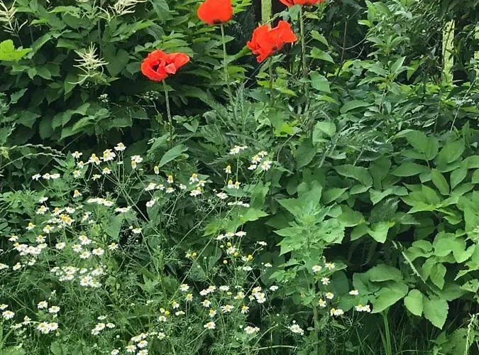 Florentine Bad Liebenstein